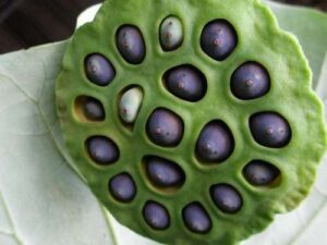 lotos_seeds